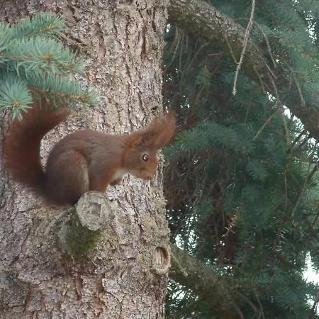 Ferienhaus Eichhörnchen