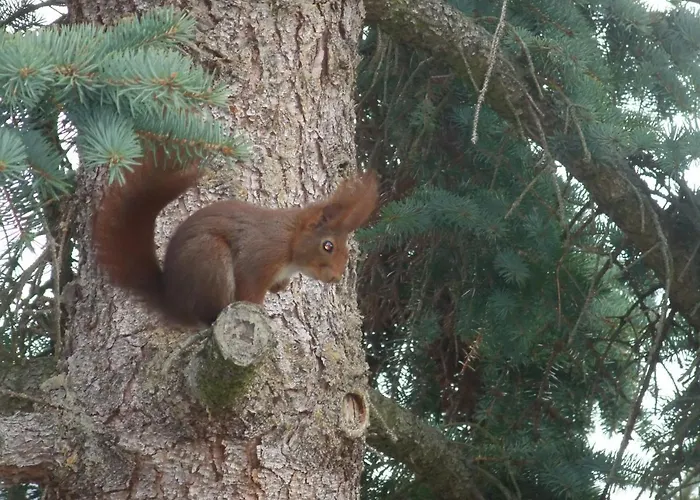 בית נופש Eichhoernchen